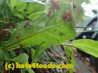 /home//u458753944/public_html/sourcegallery///////////Insects and small critters/aphids cicadas lanternflies and true bugs (Hemiptera)/P6030534.JPG